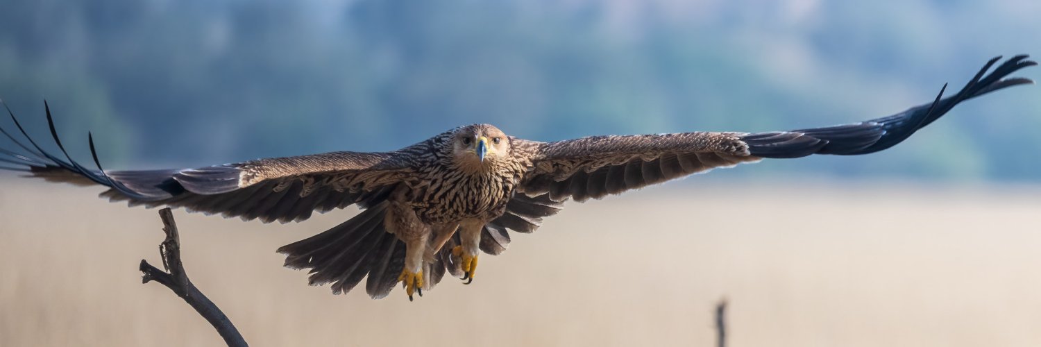 samthebirder banner