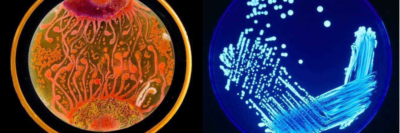 Strathclyde Biomedical Society banner