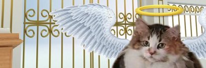 never_belive_'s profile banner image