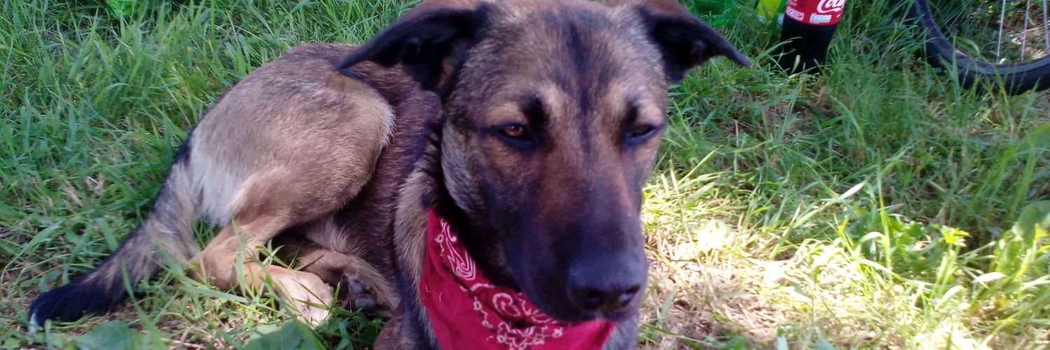 holger anklam banner