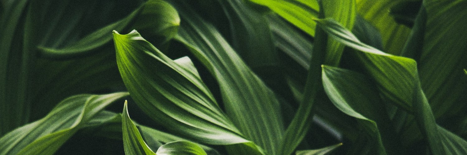 CupiAja5's profile banner image