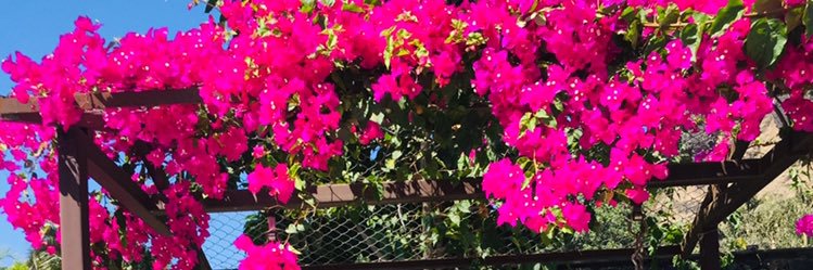 Sameera gawandi banner