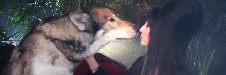 damncarnivore's profile banner image