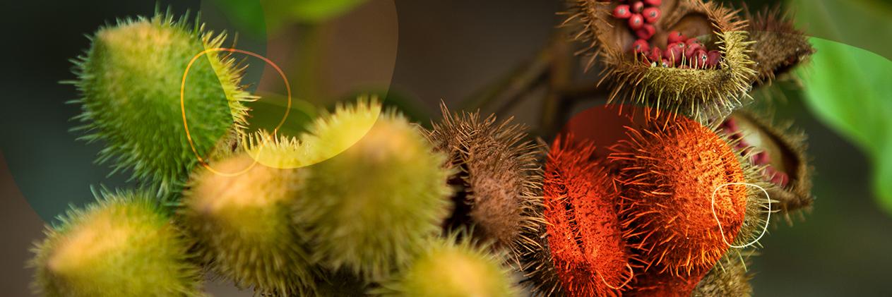 UNI Amazônia banner
