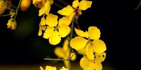 Shinjini_Jain's profile banner image