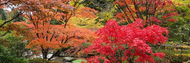 Agnès Chappelet banner