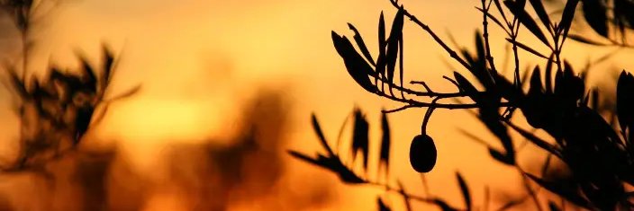 FCWLove's profile banner image