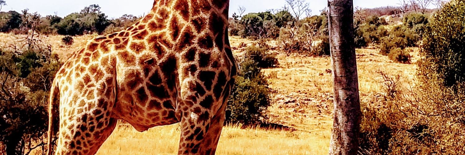 Patinspire's profile banner image