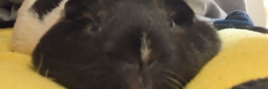 ノ\　† banner