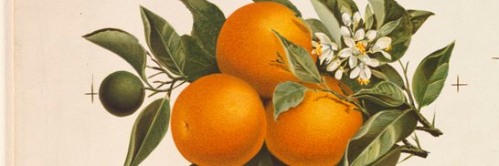 April, or "A lot of oranges" banner