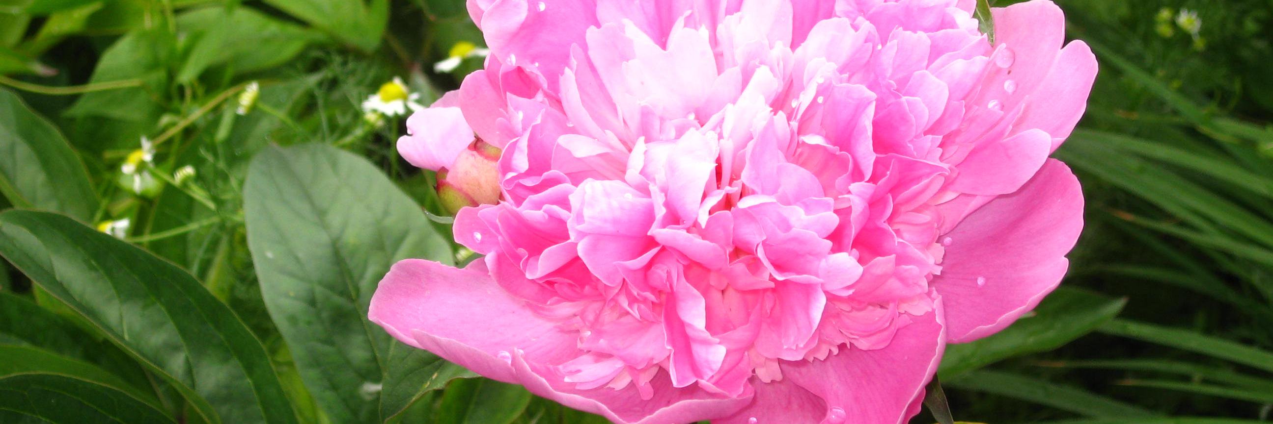 alisa_lidia's profile banner image