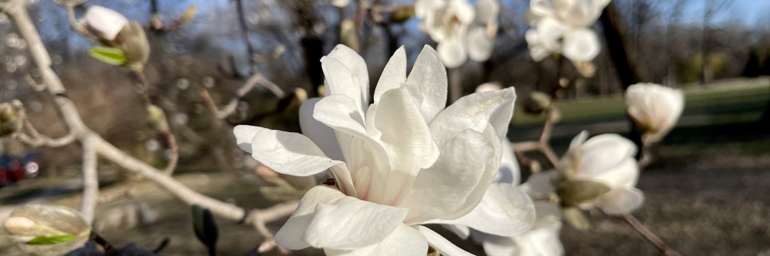 Rebecca Rivas banner