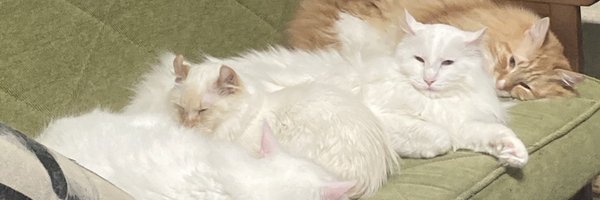abimegu Profile Banner