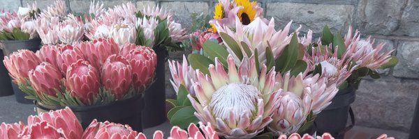 JanineMagnin Profile Banner