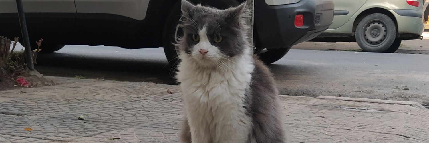 catatonico's profile banner image