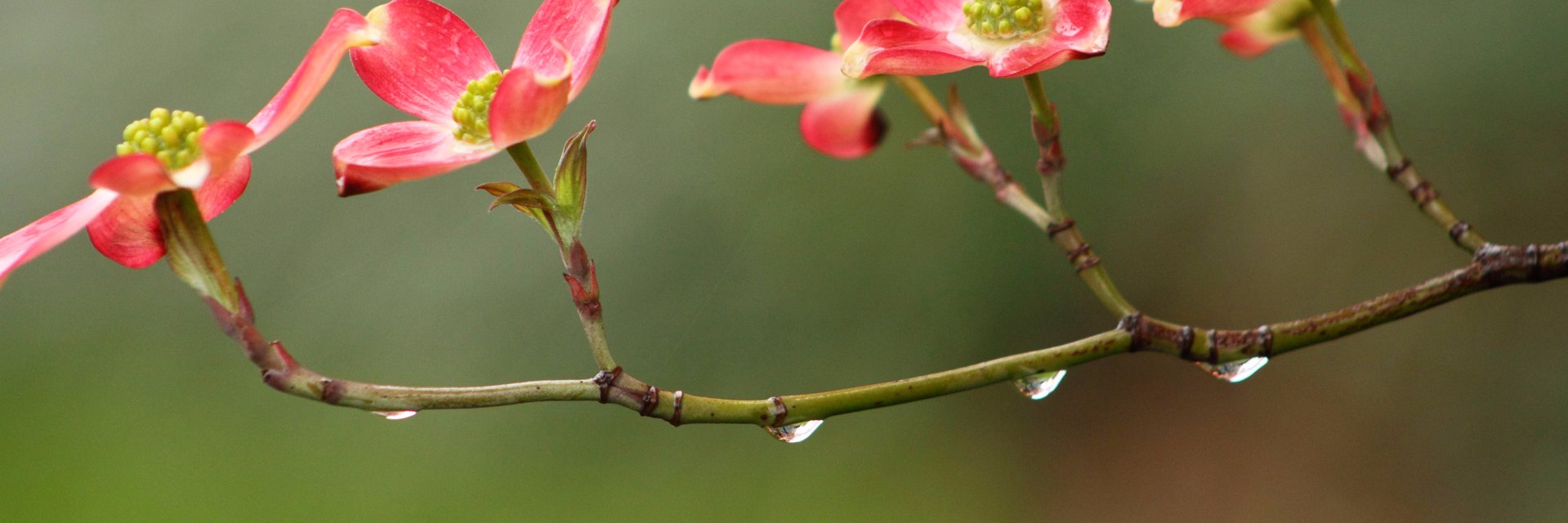 Carolinne_rose's profile banner image