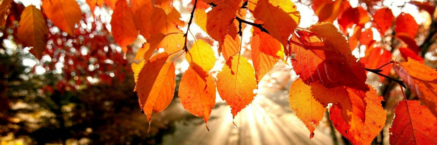 LovelynHild's profile banner image