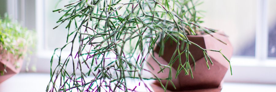 SproutBrooklyn's profile banner image
