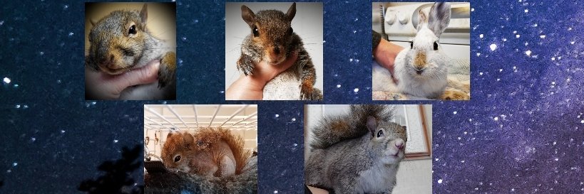 FourWands Wildlife banner