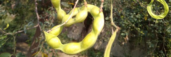 junglijalebi Profile Banner