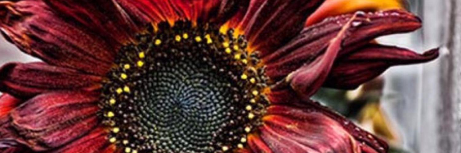 lizphillippe's profile banner image