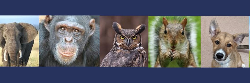 PAnimalAid's profile banner image