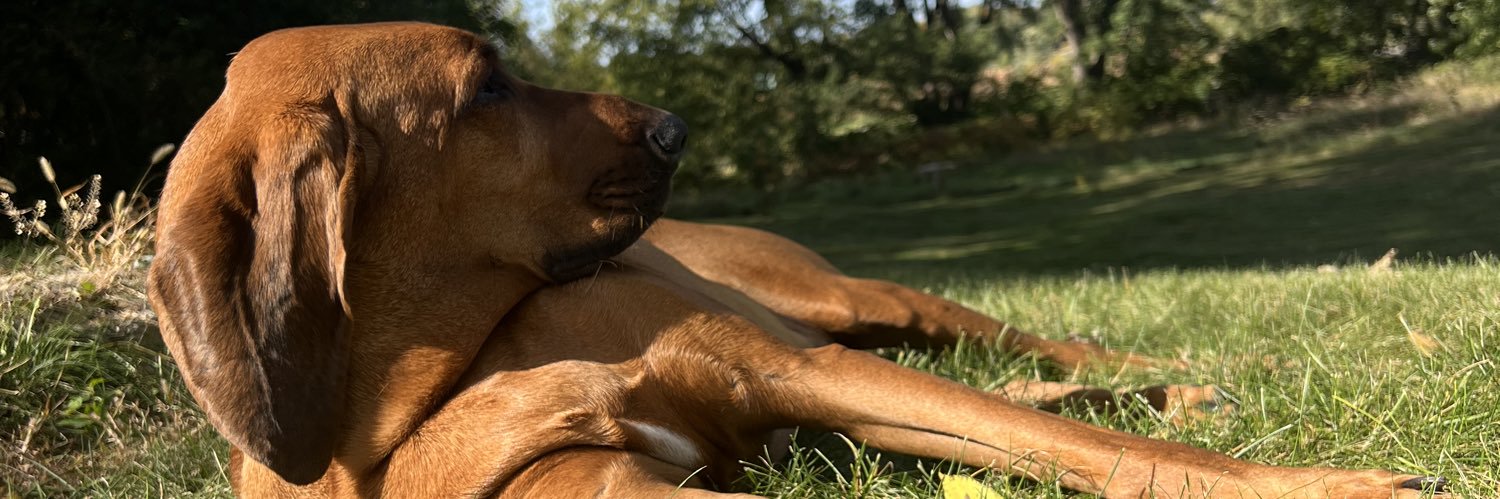 meg_tynan's profile banner image