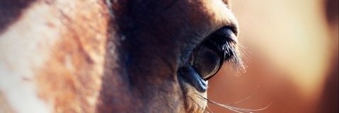 AlyGreen4's profile banner image
