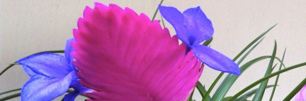 MauriNanny's profile banner image