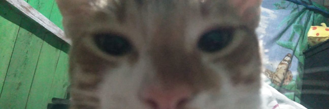 wladrehm's profile banner image