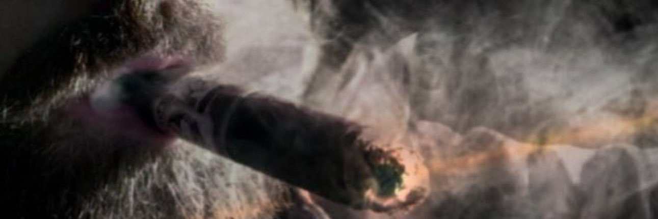 Cigar Mode's banner