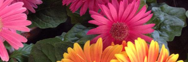 Marisol Vinuesa banner