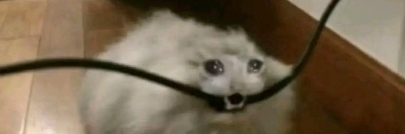 дар'я анубісовна🇺🇦 banner