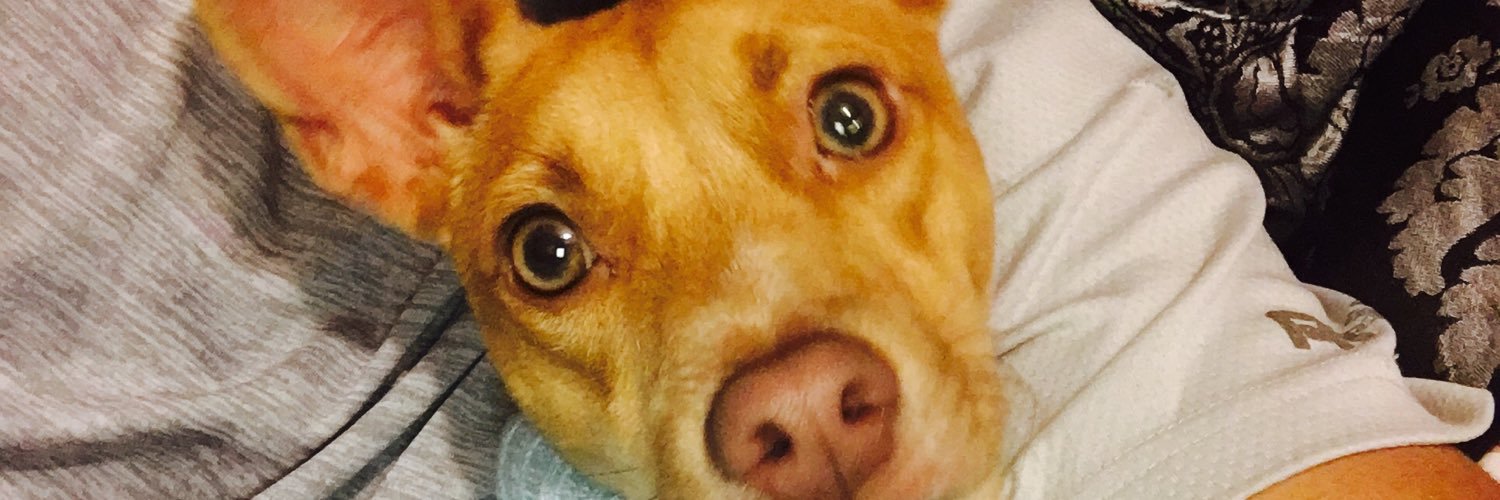 ponfo's profile banner image