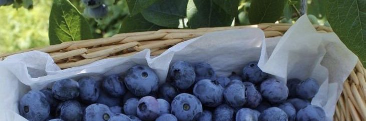 જ⁀➴ president moa ⋅˚₊⋆✴︎˚｡⋅ ࣪𖤐ʚ(•Θ•)ɞ banner