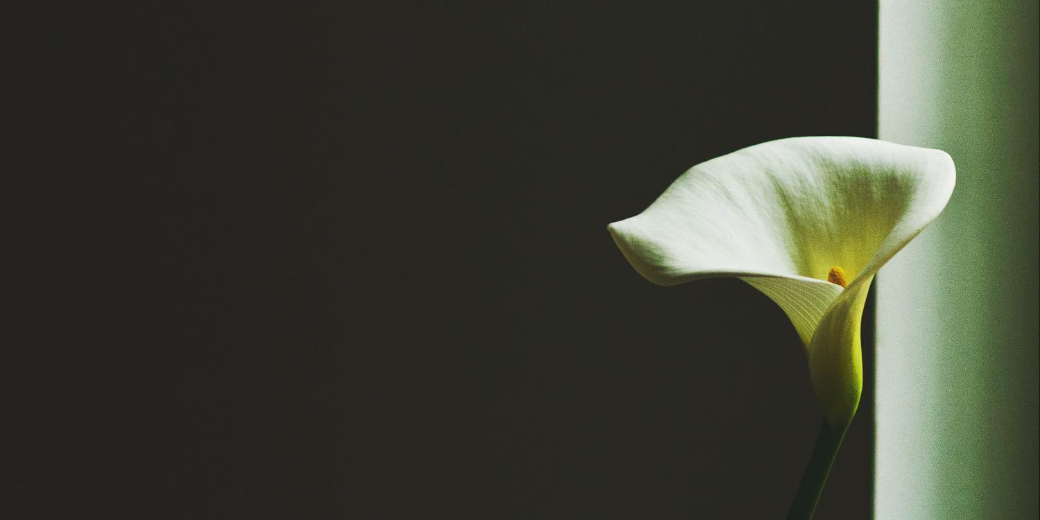 bellatammy3rd's profile banner image