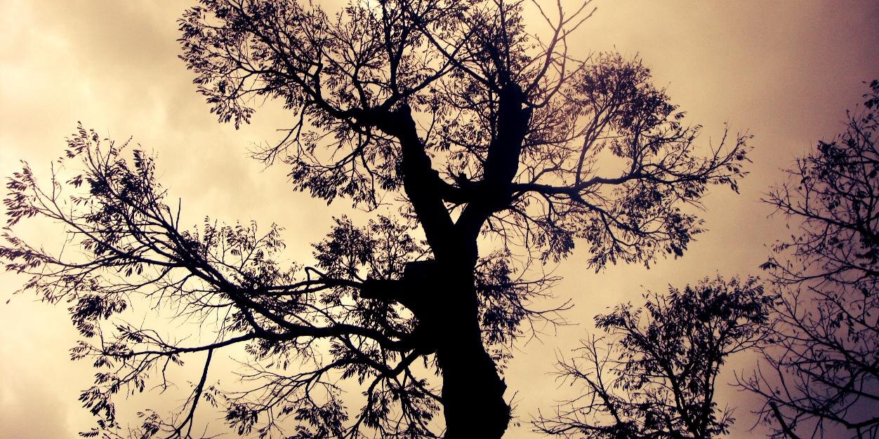 tamiraabreu's profile banner image
