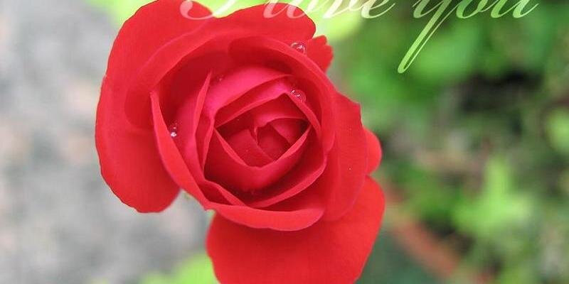 mona tanneryd banner