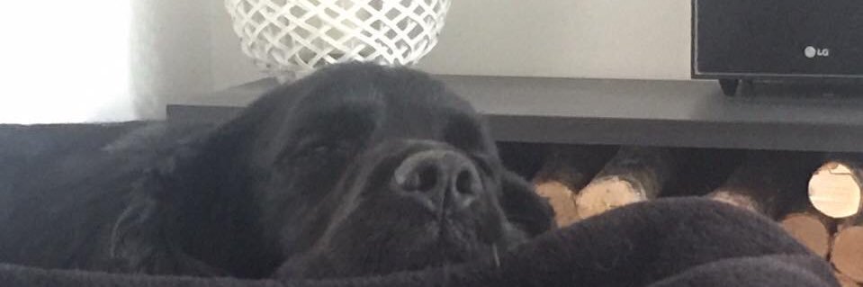 Helen Phillips banner