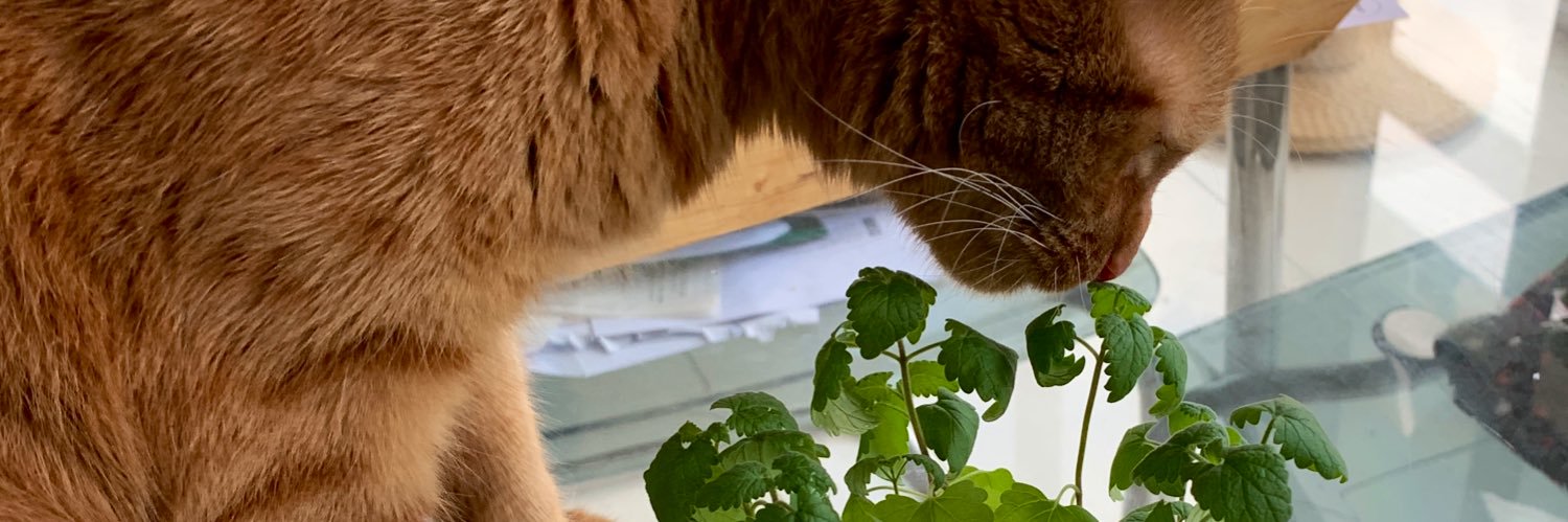 JacKTheGingerCat 🐾🐾's banner