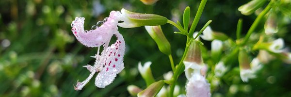 fl_native_plant Profile Banner