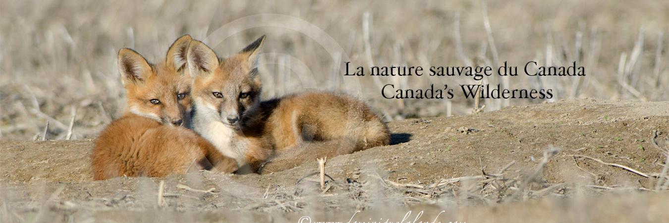 explonature's profile banner image