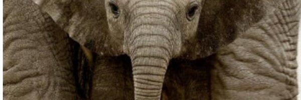 brook_allison Profile Banner