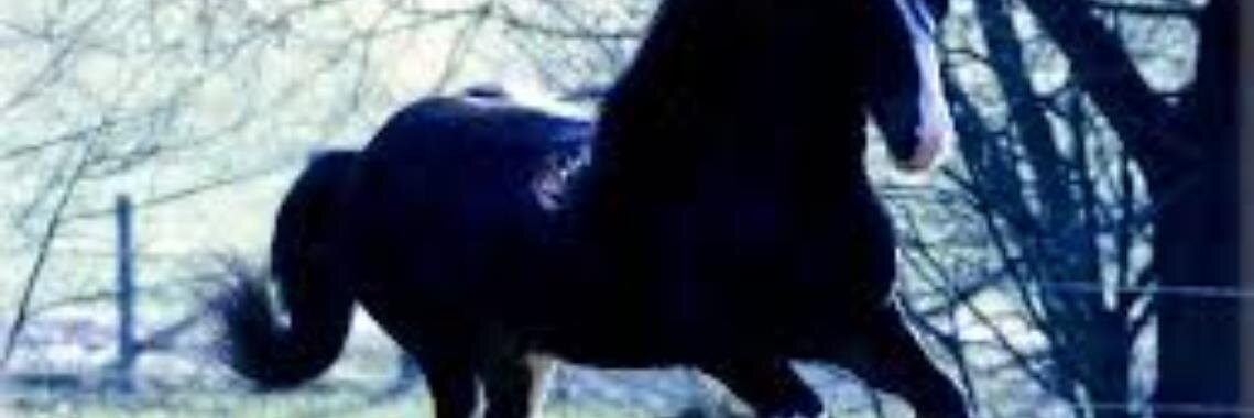 DanielDesilets's profile banner image