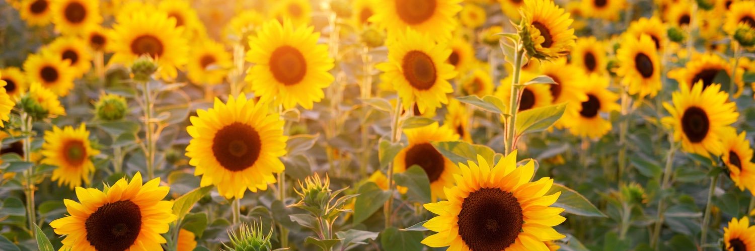 Sinclaireap's profile banner image