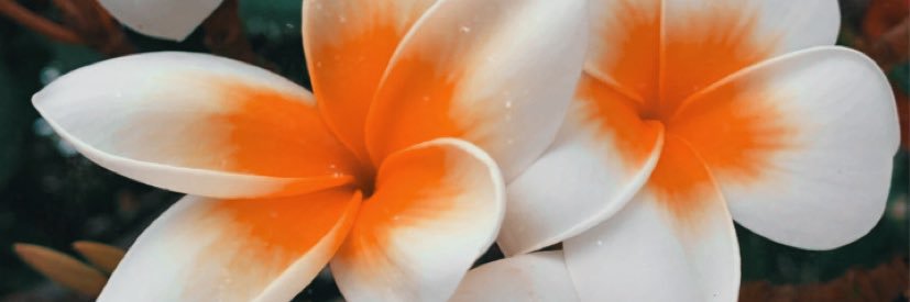 elenaph97's profile banner image