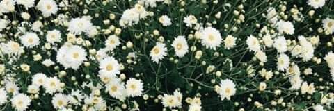 Pamm_zTiR's profile banner image