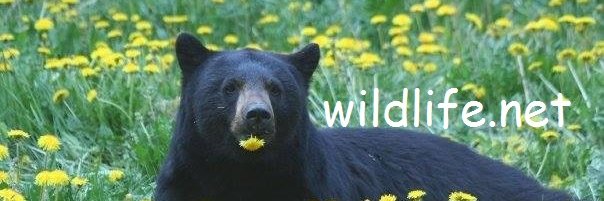 Wildlife.net banner