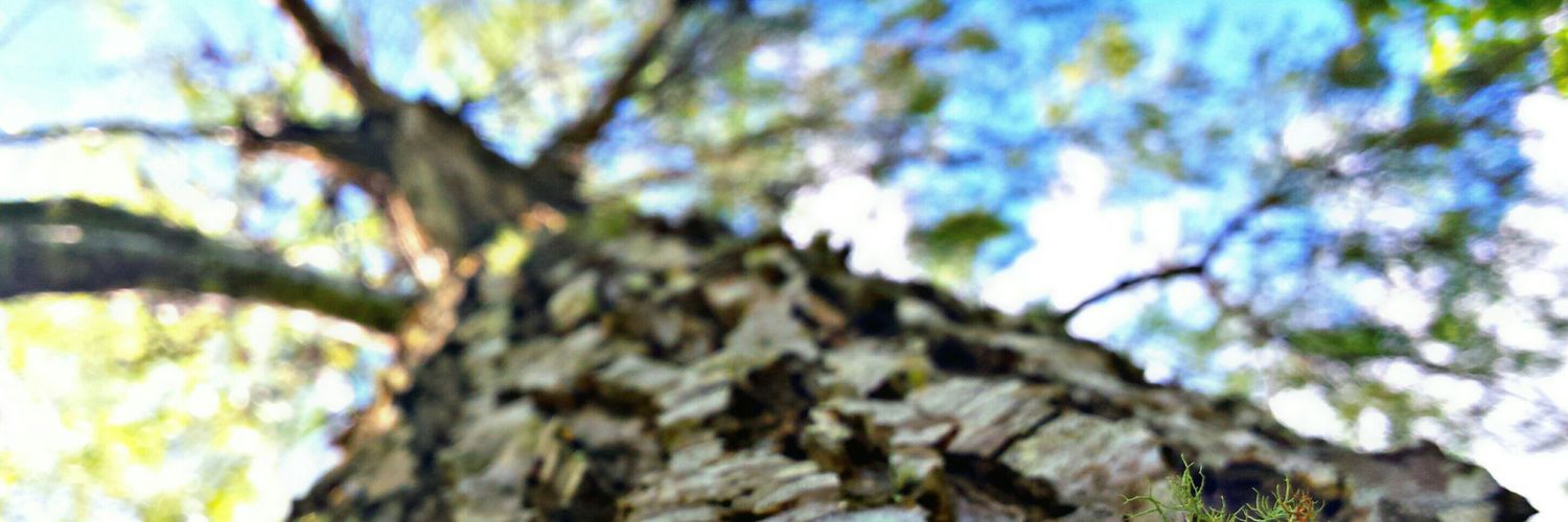 Rene_Ramos97's profile banner image