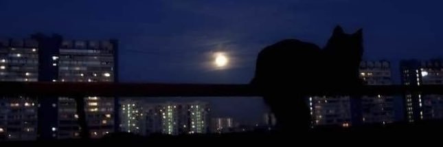 Grumpy Nat 🇨🇭🇧🇷🇲🇫 banner